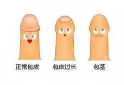 阴茎视频,探索生理奥秘与性教育启示